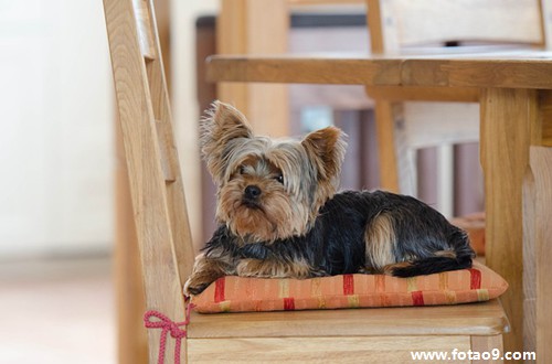 梦见呕吐出红豆沙,解梦梦见呕吐出红豆沙 梦见呕吐出红豆沙,解梦梦见呕吐出红豆沙