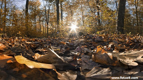 梦见抱黑猫下山,解梦梦见抱黑猫下山 梦见抱黑猫下山,解梦梦见抱黑猫下山