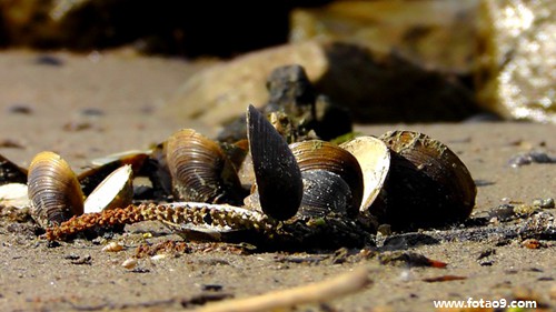 梦见植物被盗,解梦梦见植物被盗 梦见植物被盗,解梦梦见植物被盗