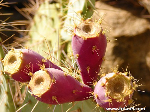 梦见枕头下有蜈蚣,解梦梦见枕头下有蜈蚣 梦见枕头下有蜈蚣,解梦梦见枕头下有蜈蚣