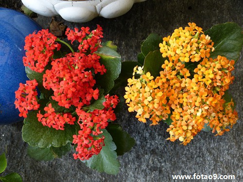 梦见洗油锅,解梦梦见洗油锅 梦见洗油锅,解梦梦见洗油锅