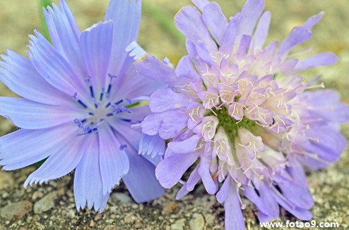 孕妇梦见自己卖桃子,解梦孕妇梦见自己卖桃子 孕妇梦见自己卖桃子,解梦孕妇梦见自己卖桃子