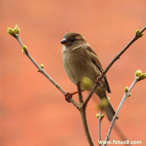 梦见很多人杀一只大羊,解梦梦见很多人杀一只大羊 梦见很多人杀一只大羊,解梦梦见很多人杀一只大羊