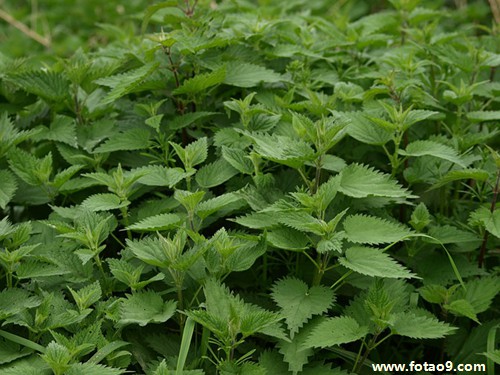梦见老年人打牌,解梦梦见老年人打牌 梦见老年人打牌,解梦梦见老年人打牌
