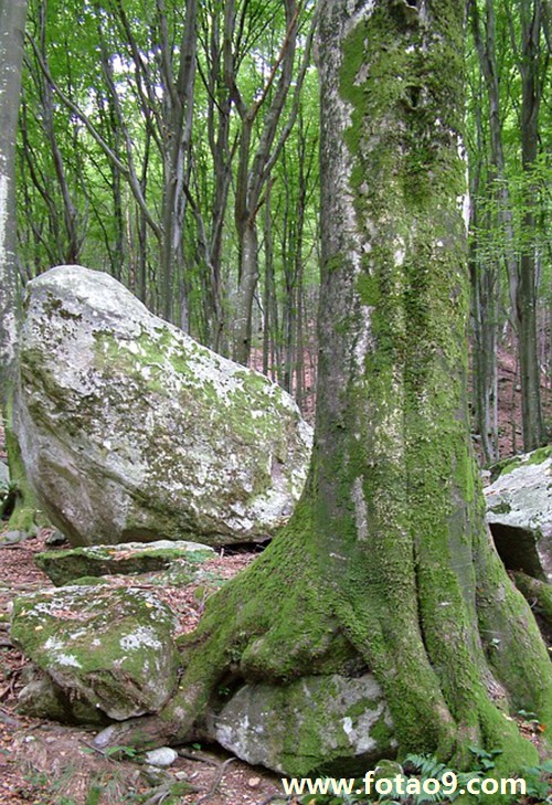 梦见大哥吃东西,解梦梦见大哥吃东西 梦见大哥吃东西,解梦梦见大哥吃东西