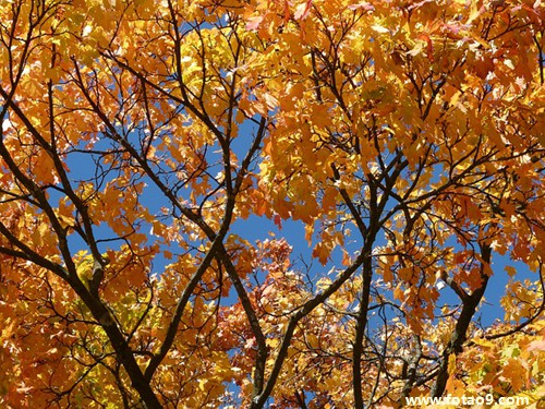 梦见在舅舅家拉好多大便,解梦梦见在舅舅家拉好多大便 梦见在舅舅家拉好多大便,解梦梦见在舅舅家拉好多大便