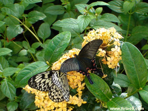 梦见怀孕时天上有条青色的大龙,解梦梦见怀孕时天上有条青色的大龙 梦见怀孕时天上有条青色的大龙,解梦梦见怀孕时天上有条青色的大龙