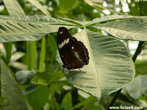 梦见男朋友订婚了,解梦梦见男朋友订婚了 梦见男朋友订婚了,解梦梦见男朋友订婚了