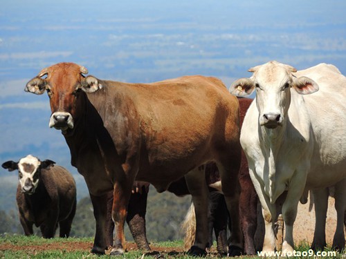 梦见床上有对双胞胎,解梦梦见床上有对双胞胎 梦见床上有对双胞胎,解梦梦见床上有对双胞胎