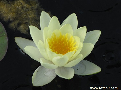 孕妇梦见自己生了七斤二两男孩,解梦孕妇梦见自己生了七斤二两男孩 孕妇梦见自己生了七斤二两男孩,解梦孕妇梦见自己生了七斤二两男孩