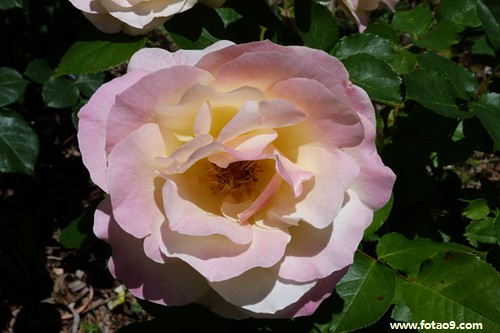 梦见老师把我的女同桌调走了,解梦梦见老师把我的女同桌调走了 梦见老师把我的女同桌调走了,解梦梦见老师把我的女同桌调走了