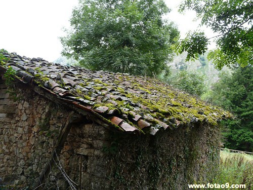 梦见养三只狐狸,解梦梦见养三只狐狸 梦见养三只狐狸,解梦梦见养三只狐狸