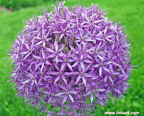 梦见两条银蛇变成两个女人,解梦梦见两条银蛇变成两个女人 梦见两条银蛇变成两个女人,解梦梦见两条银蛇变成两个女人