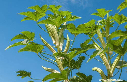 梦见吃熟狗肉,解梦梦见吃熟狗肉 梦见吃熟狗肉,解梦梦见吃熟狗肉