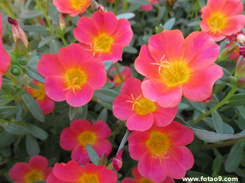 梦见日本士兵追杀我,解梦梦见日本士兵追杀我 梦见日本士兵追杀我,解梦梦见日本士兵追杀我