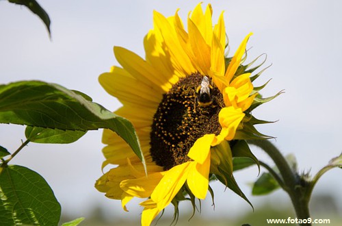 梦见我跟老板女儿结婚了,解梦梦见我跟老板女儿结婚了 梦见我跟老板女儿结婚了,解梦梦见我跟老板女儿结婚了