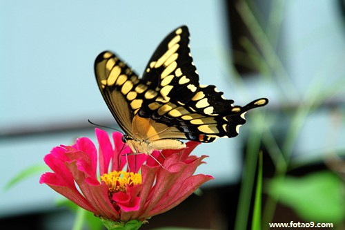 梦见我的右眼黑眼球掉出来,解梦梦见我的右眼黑眼球掉出来 梦见我的右眼黑眼球掉出来,解梦梦见我的右眼黑眼球掉出来