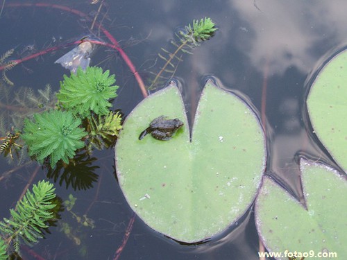 梦见鱼掉入井中,解梦梦见鱼掉入井中 梦见鱼掉入井中,解梦梦见鱼掉入井中