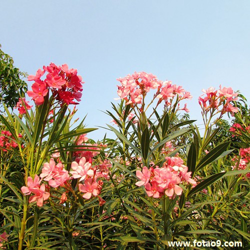 梦见别人说我的眼睛和鼻子好看,解梦梦见别人说我的眼睛和鼻子好看 梦见别人说我的眼睛和鼻子好看,解梦梦见别人说我的眼睛和鼻子好看