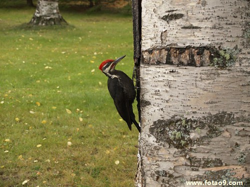 梦见被人给阉,解梦梦见被人给阉 梦见被人给阉,解梦梦见被人给阉