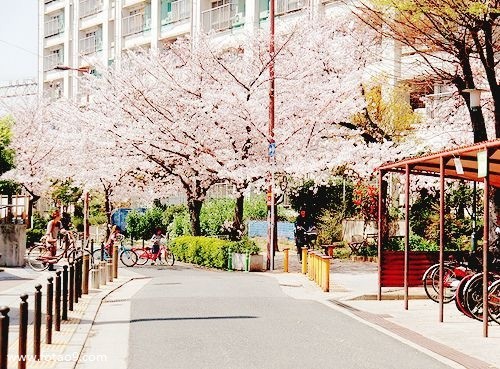 梦见恐龙咬乌龟,解梦梦见恐龙咬乌龟 梦见恐龙咬乌龟,解梦梦见恐龙咬乌龟