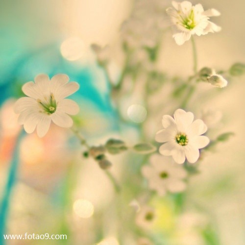 梦见赶马车拉柴,解梦梦见赶马车拉柴 梦见赶马车拉柴,解梦梦见赶马车拉柴