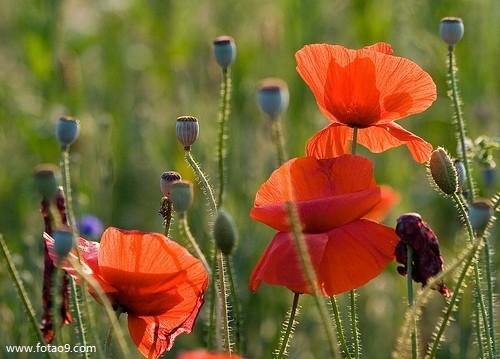 梦见走在屋里地板上下颤动,解梦梦见走在屋里地板上下颤动 梦见走在屋里地板上下颤动,解梦梦见走在屋里地板上下颤动