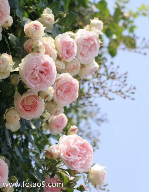 梦见吃海马,解梦梦见吃海马 梦见吃海马,解梦梦见吃海马