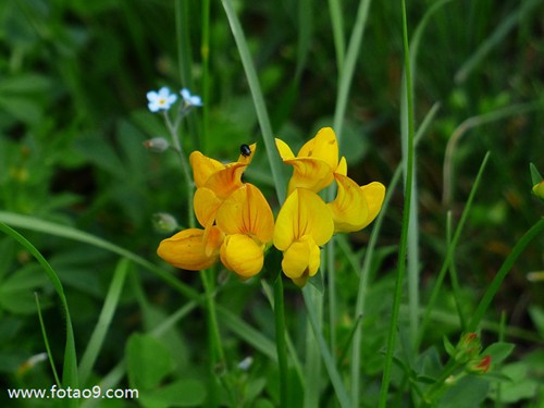 梦见狗狗坠楼,解梦梦见狗狗坠楼 梦见狗狗坠楼,解梦梦见狗狗坠楼