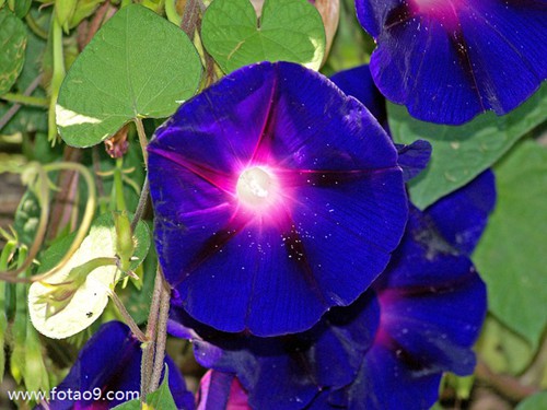 梦见食人族吃我,解梦梦见食人族吃我 梦见食人族吃我,解梦梦见食人族吃我