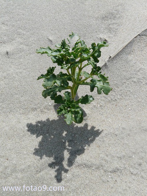 梦见淤泥里有小鱼,解梦梦见淤泥里有小鱼 梦见淤泥里有小鱼,解梦梦见淤泥里有小鱼