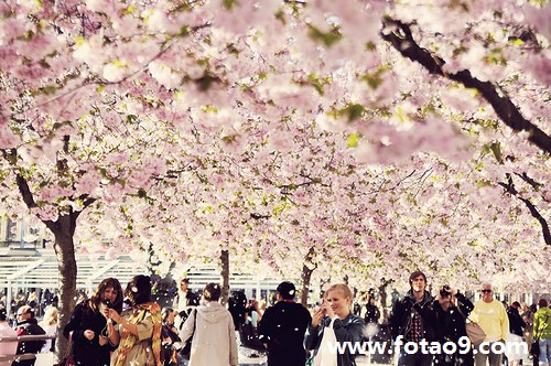 梦见砍死猪,解梦梦见砍死猪 梦见砍死猪,解梦梦见砍死猪