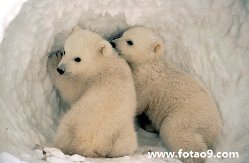 梦见坐轮船破冰前行,解梦梦见坐轮船破冰前行 梦见坐轮船破冰前行,解梦梦见坐轮船破冰前行