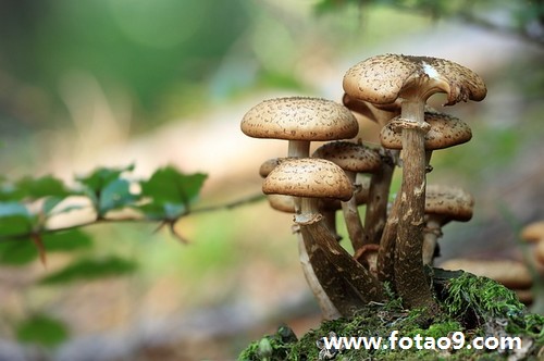 梦见熟鱼带回家,解梦梦见熟鱼带回家 梦见熟鱼带回家,解梦梦见熟鱼带回家