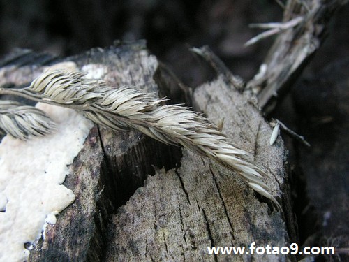 梦见青辣椒和红辣椒,解梦梦见青辣椒和红辣椒 梦见青辣椒和红辣椒,解梦梦见青辣椒和红辣椒