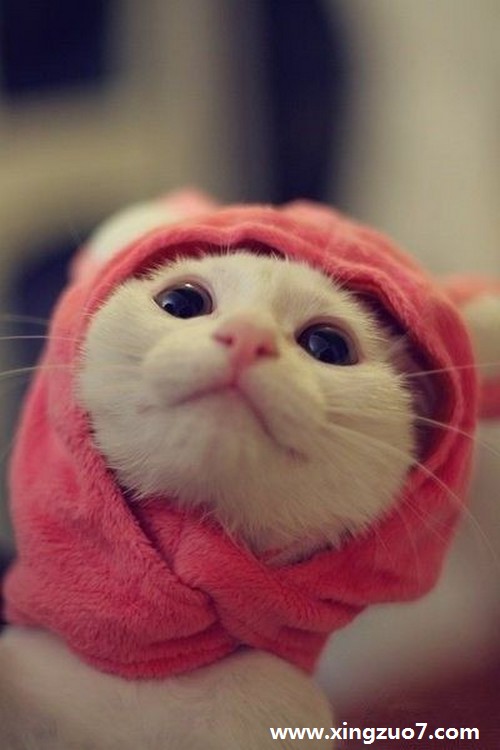 猫石对话一周星座运势(2016.5.23-5.29)3 猫石对话一周星座运势(2016.5.23-5.29)3