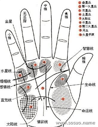 佛滔讲堂 风水命理 > 手掌看婚姻,手掌掌纹看出你的婚姻  (4)命运线又