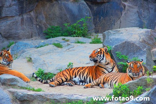 μѶҽлӤ,μѶҽлӤ