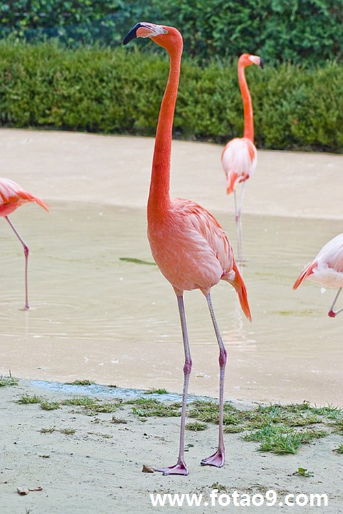 梦见回家的路上有洪水,解梦梦见回家的路上有洪水 梦见回家的路上有洪水,解梦梦见回家的路上有洪水