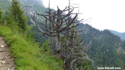 μſ,μſ