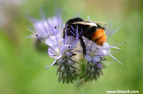 梦见偷吃土地爷供品,解梦梦见偷吃土地爷供品 梦见偷吃土地爷供品,解梦梦见偷吃土地爷供品
