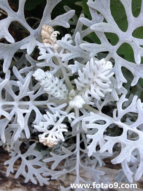 梦见猫长翅膀在水里游,解梦梦见猫长翅膀在水里游 梦见猫长翅膀在水里游,解梦梦见猫长翅膀在水里游