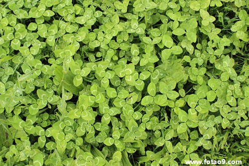 梦见拿刀把马砍死掉头又起来跑,解梦梦见拿刀把马砍死掉头又起来跑 梦见拿刀把马砍死掉头又起来跑,解梦梦见拿刀把马砍死掉头又起来跑