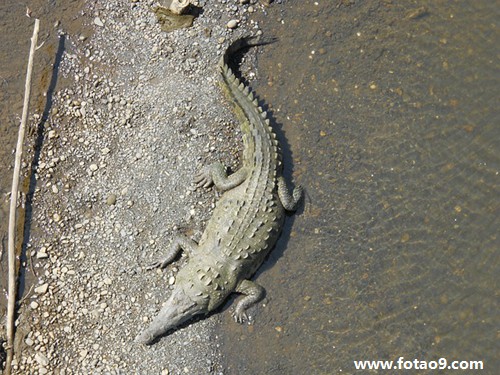 μɷӸߴˤѪ,μɷӸߴˤѪ