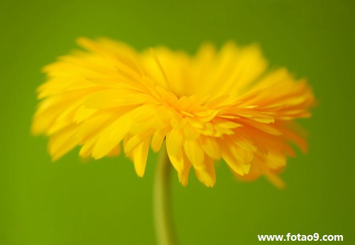 μúһֻӾ,μúһֻӾ
