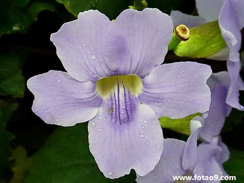 μֻ󹷷ǳ,μֻ󹷷ǳ