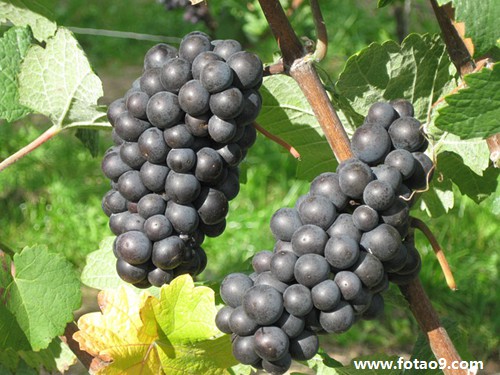 μһֻֻβ͵è,μһֻֻβ͵è