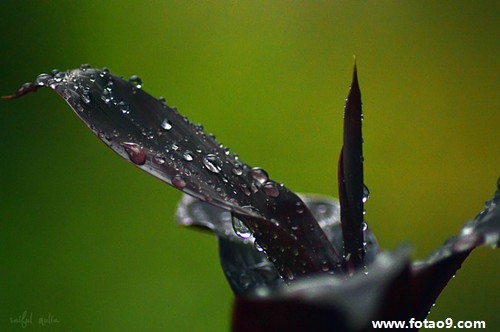 梦见独脚跳,解梦梦见独脚跳 梦见独脚跳,解梦梦见独脚跳