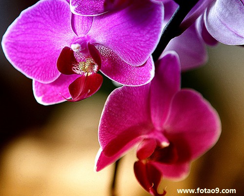 梦见和老公去饭店点了好几条鱼,解梦梦见和老公去饭店点了好几条鱼 梦见和老公去饭店点了好几条鱼,解梦梦见和老公去饭店点了好几条鱼