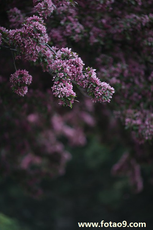 μɽϼ,μɽϼ